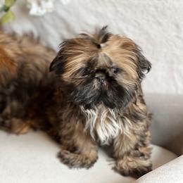 Shih Tzu Puppies from TinyHearts
