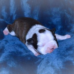 Baby Selûne - Black brindle and white female Boston Terrier puppy in Kingsport, Tennessee from Sleepwalker Bostons