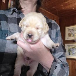 Yellow Male 1 - Yellow male Labrador Retriever puppy in Andrews, South Carolina from Leyland Cypress Retrievers