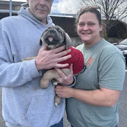 Cane Corso Puppies from AK&J Kentucky Corsos