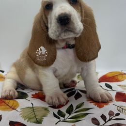 Charlie Brown - Lemon and white male Basset Hound puppy in Dingess, West Virginia from Tuckers' Howling Hounds