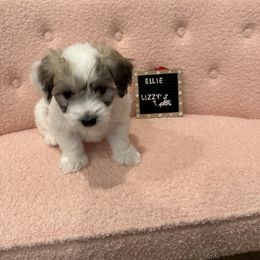 Ellie - White Coton de Tulear puppy in Surprise, Arizona from Lizzy’s Tribe