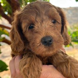 Skippy - Caramel red male Australian Labradoodle puppy in Riverside, California from Sycamore Canyon Labradoodle