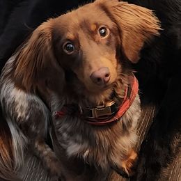 Woody - Dachshund
