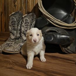 Boy 1 - Gold male Border Collie puppy in Buckhannon, West Virginia from Broken Spur Farm