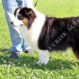 Aspen - Australian Shepherd