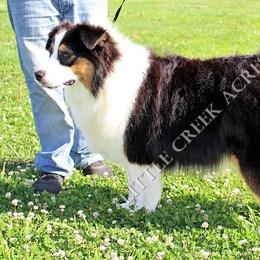 Aspen - Australian Shepherd