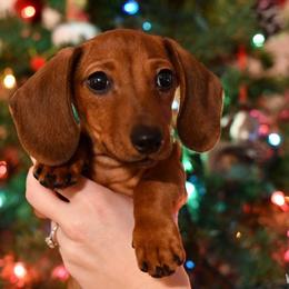 Dachshund Puppies from Lavendell Dachshunds