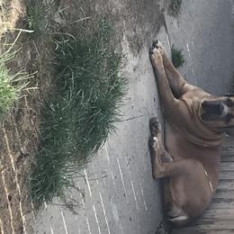 Mia - Boerboel