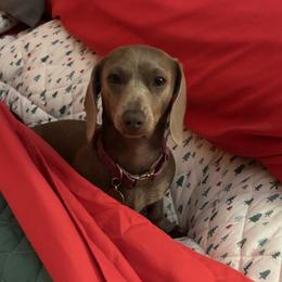 LB ( Little Bo-Peep) - Dachshund