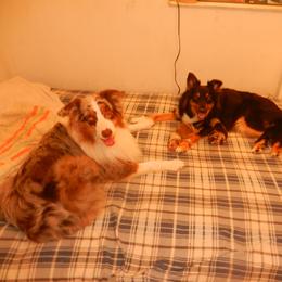 Australian Shepherd Puppies from RyCharlian Oaks