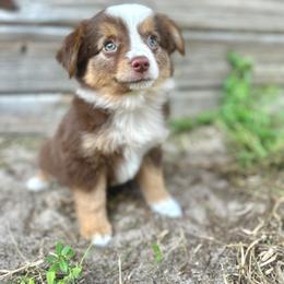Luna - Red tri female Miniature Australian Shepherd puppy in Saint Cloud, Florida from Dirty Paws