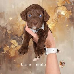 Luxe - Chocolate male Goldendoodle puppy in Canton, Georgia from Teddy Puppies