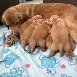 Boy 3 - Dark golden male Golden Retriever puppy in Joliet, Illinois from Breezewood Kennel