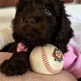 Bernedoodle, Cockapoo, and Goldendoodle Puppies from Avery Doodle Day LLC