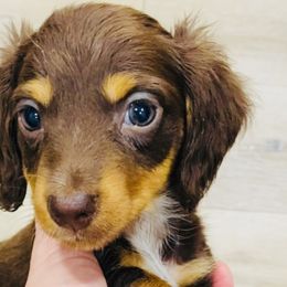 Girl 4 - Chocolate and tan Dachshund puppy in Duke, Oklahoma from Johnson Prairie Pups