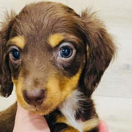 Girl 4 - Chocolate and tan Dachshund puppy in Duke, Oklahoma from Johnson Prairie Pups