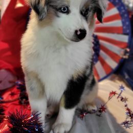 Miniature Australian Shepherd and Toy Australian Shepherd Puppies from Stoney Brook Aussies