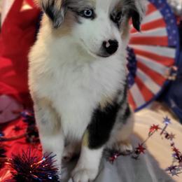 Miniature Australian Shepherd and Toy Australian Shepherd Puppies from Stoney Brook Aussies