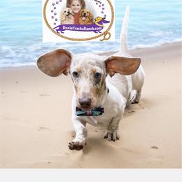 Dachshund Puppies from DTR