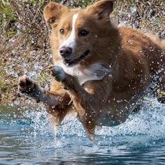 Nova Scotia Duck Tolling Retrievers from Duck Rivah Tollers