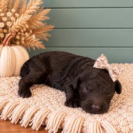 Girl 4 - Chocolate female Goldendoodle puppy in Charlotte, North Carolina from Hopeful Heart Doodles