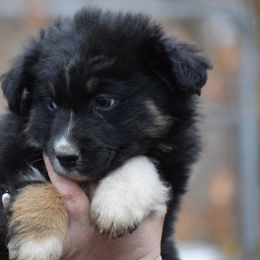 Boy 4 - Black tri-color male Australian Shepherd puppy in Three Rivers, Michigan from Mitten Australian Shepherds