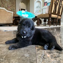 German Shepherd and White Shepherd Puppies from Scenic Creek German Shepherds