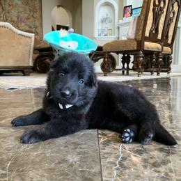 German Shepherd and White Shepherd Puppies from Scenic Creek German Shepherds