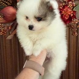 Chief - Cream sable parti male Pomeranian puppy in Zionville, North Carolina from Shaner Poms