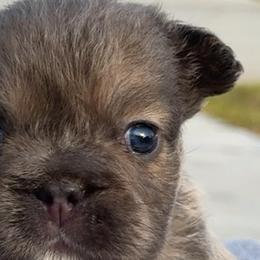 French Bulldogs from Goglobalfrenchies_