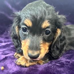 Banana - Black and tan female Dachshund puppy in Memphis, Tennessee from River City Doxies