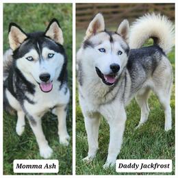 Siberian Husky puppies from Kentucky Huskies