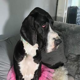Rey - Great Dane