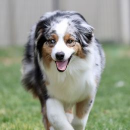 Scribble - Australian Shepherd