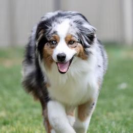 Scribble - Australian Shepherd
