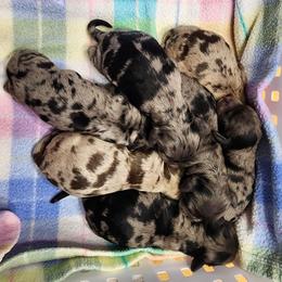 Cockapoo puppies from Raven Oak's Mini Cockapoos