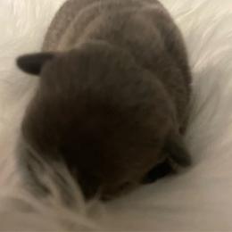 Bubba - Blue male French Bulldog puppy in Escambia County, Florida from Florida Frenchies By the Sea, LLC