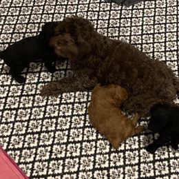 Cockapoo Puppies from Coco's Cocopuffs