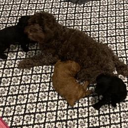 Cockapoo Puppies from Coco's Cocopuffs
