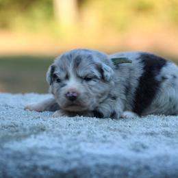 Sage - Blue merle female Miniature Australian Shepherd puppy in Bauxite, Arkansas from J & B Mini Aussies
