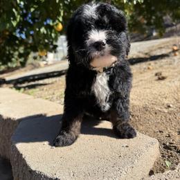 Cocoa - Tri-color female Bernedoodle puppy in Temecula, California from Country Hills Doodles