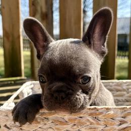 Josey (Drax) - Blue male French Bulldog puppy in Greenfield, Missouri from Hope Mountain French Bulldogs
