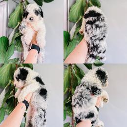 River Orange Collar - Merle male Sheepadoodle puppy in Republic, Missouri from DOOD & Co