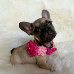 Biscotti with OFA parents - Fawn and white female French Bulldog puppy in Billings, Montana from Yellowstone Frenchies