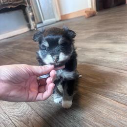 June Carter - Tri-color female Pomsky puppy in Sturgis, Kentucky from Furever Pomskies
