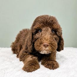 Harvest - Tri-color male Australian Labradoodle puppy in Springfield, Ohio from Dawson & Daryn's Royal Companions