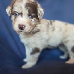Eli - Red merle male Australian Shepherd puppy in Kingman, Arizona from Long Mt Aussies