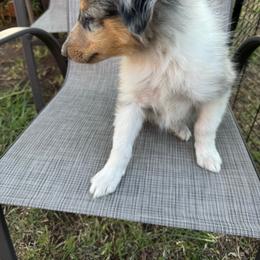 ROCKY - Black white and tan male Collie puppy in Yukon, Oklahoma from ColliesOklahoma
