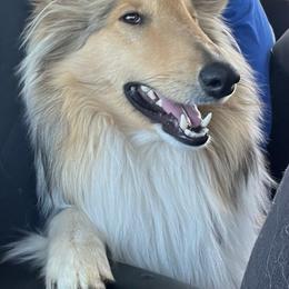 Mitch - Collie